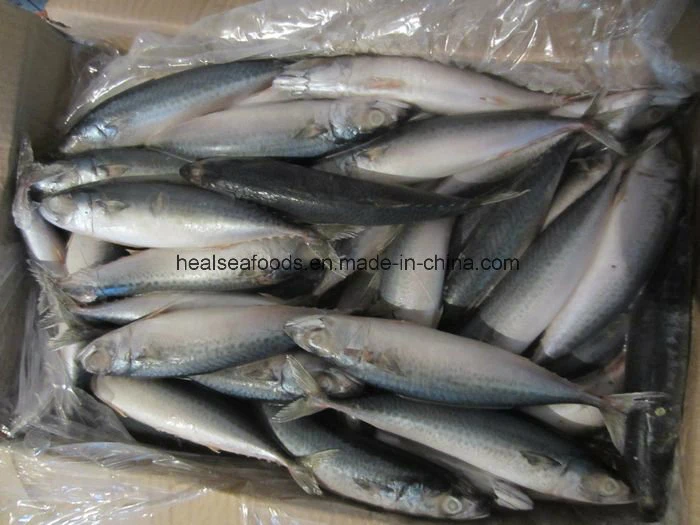 Sea Frozen Pacific Mackerel (Scomber Japonicus)