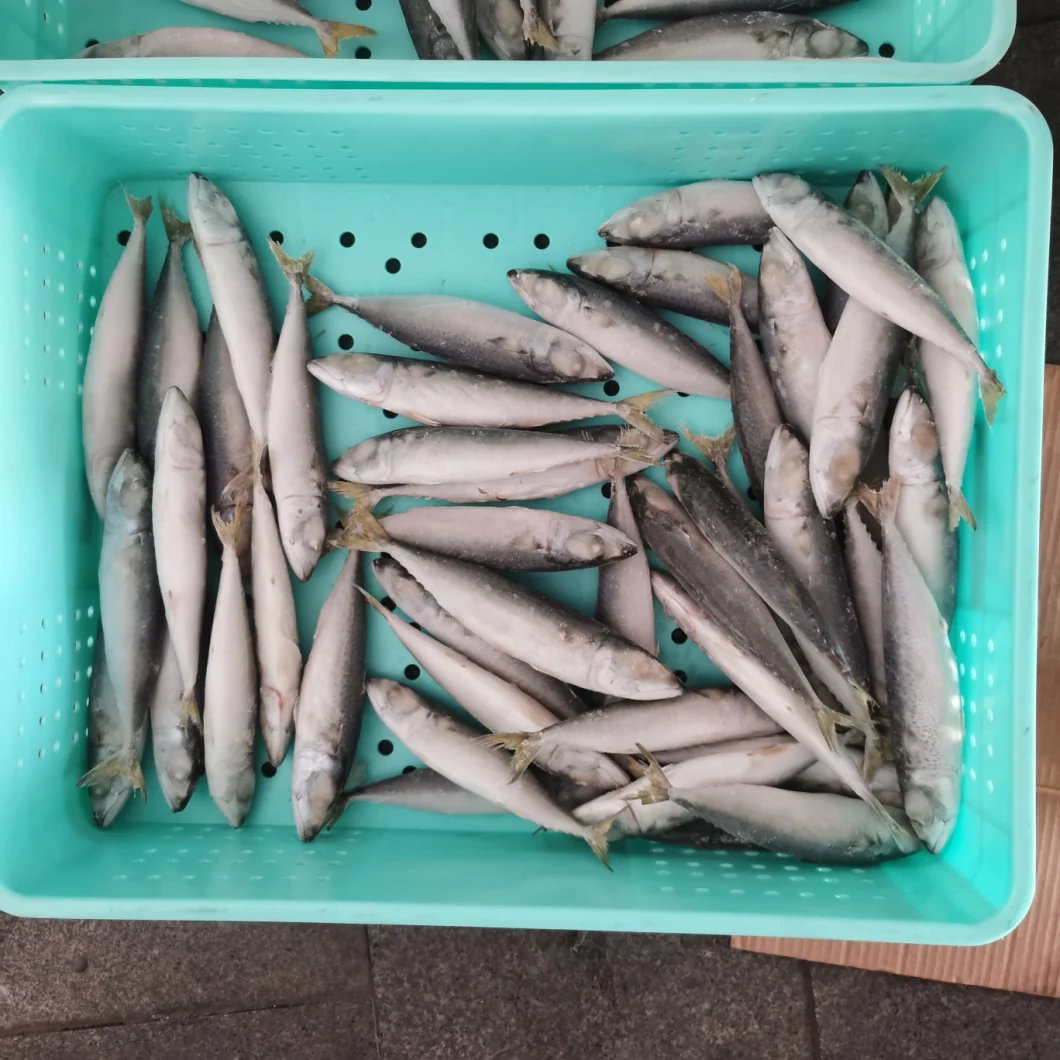 Frozen Pacific Mackerel Whole Round Scomber Japonicus