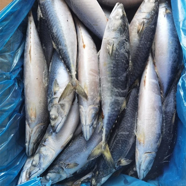 IQF Fish Pacific Seafood Frozen Mackerel Fish Frozen Horse Mackerel