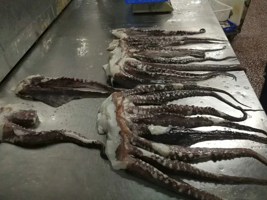 Frozen Squid Tentacle, Calamari, Calamar, Calmar, Pota, Illex Squid Tentacle, Giant Squid Tentacle, Todarodes Squid Tentacle