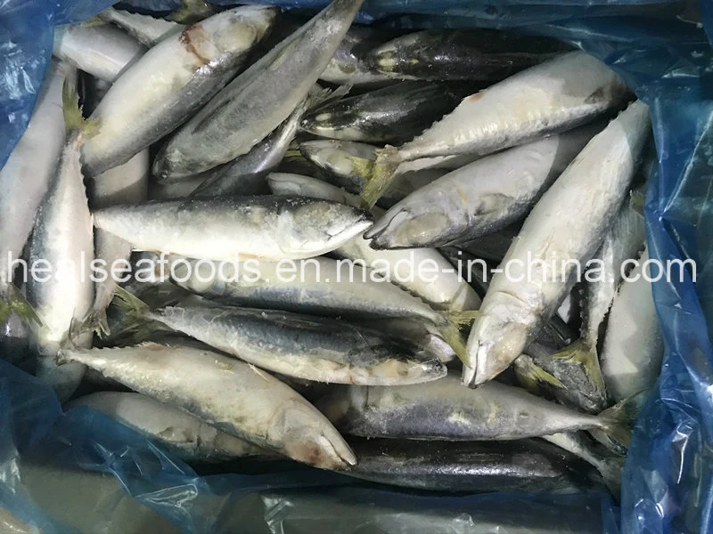 Supply IQF Frozen Pacific Mackerel for Malaysia Market