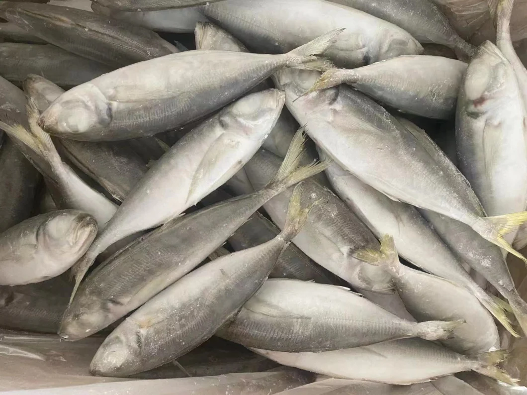 Frozen Pacific Mackerel Whole Round Scomber Japonicus