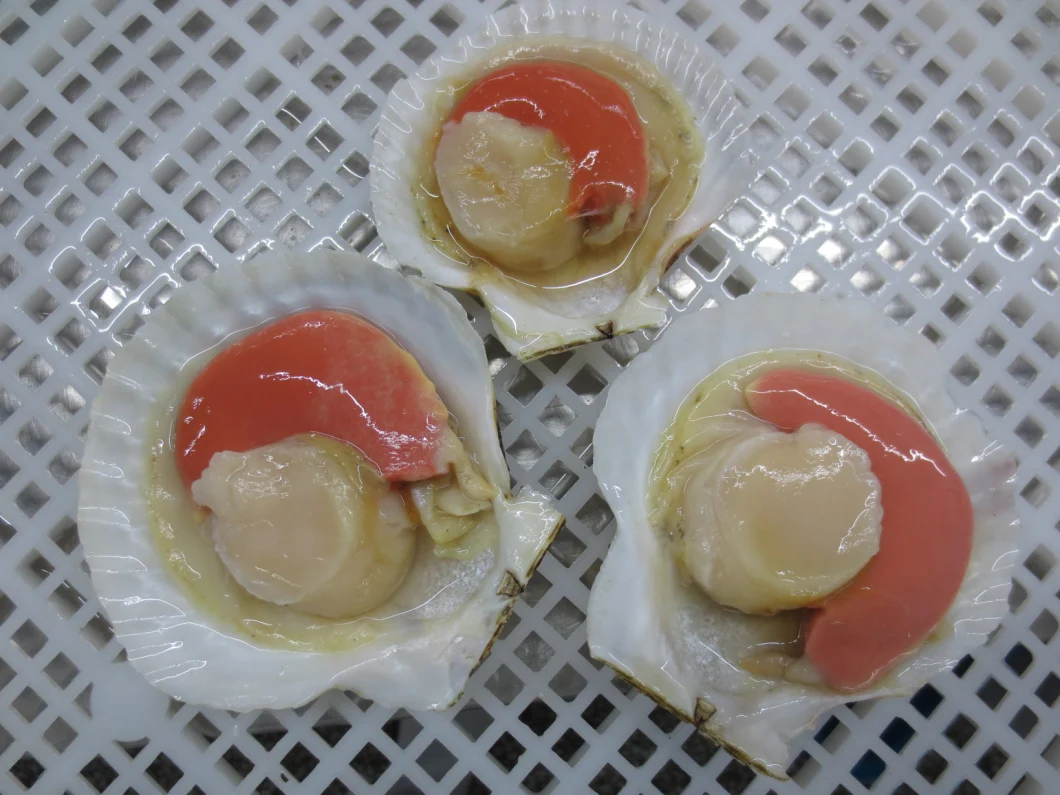 Frozen Half Shell Sea Scallop with Roe on