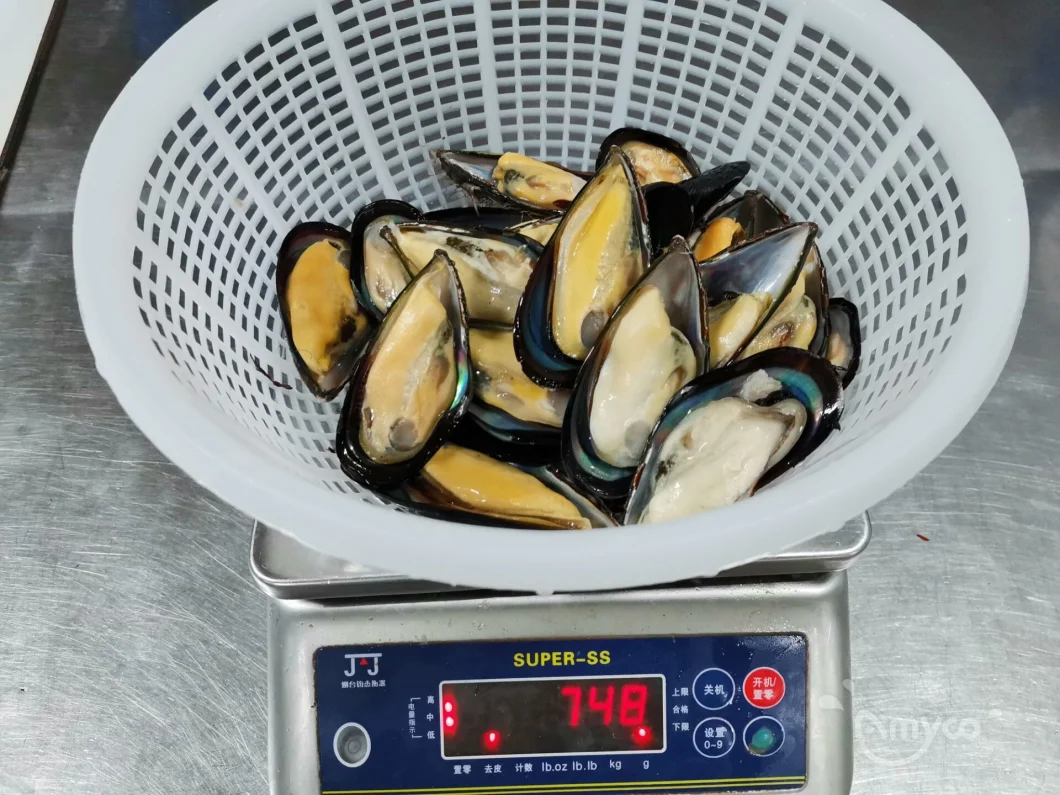 Frozen Delicious Seafood High Quality Half-Shell Mussels