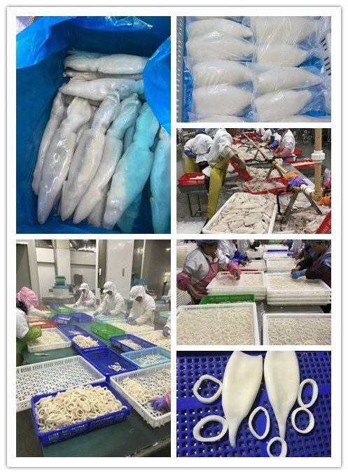 Frozen Seafood Chinese Illex Todarodes Squid