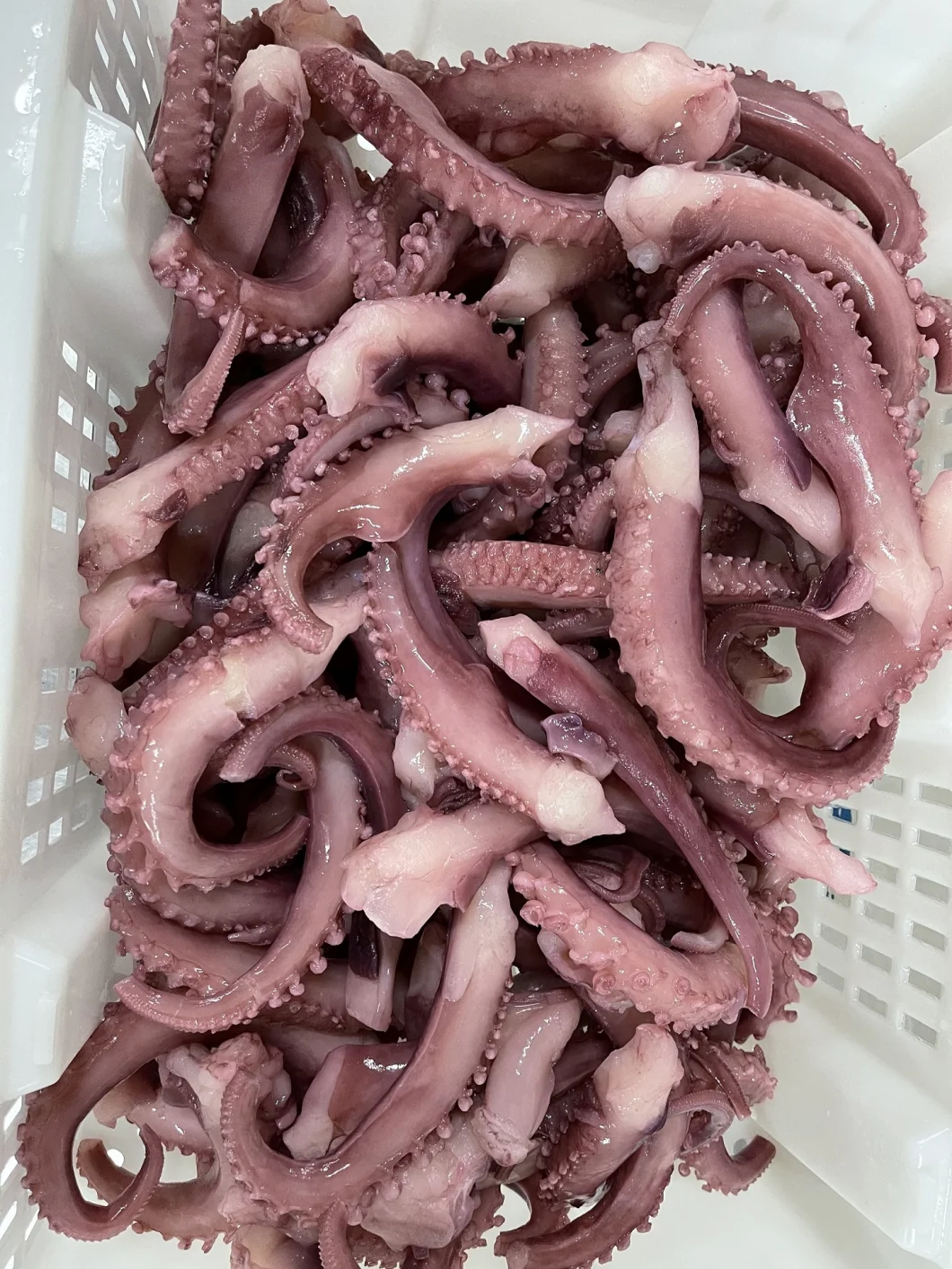 Frozen Squid Tentacle Strip Cut/ Frozen Giant Squid Tentacle/Calamari/Calamar/Pota/Calmar