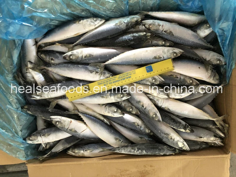 80-100PCS New Arrival Whole Round Frozen Pacific Mackerel Fish