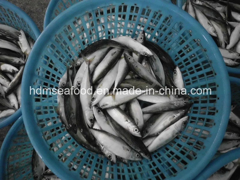 Block Quick Frozen Seafood Mackerel Fish (Scomber Japonicus)