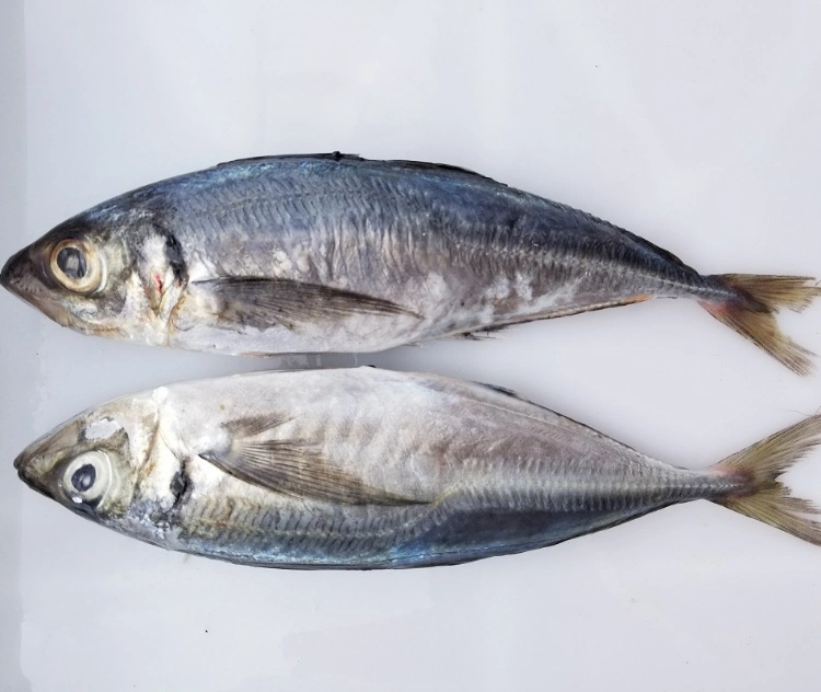 IQF Fish Pacific Seafood Frozen Mackerel Fish Frozen Horse Mackerel