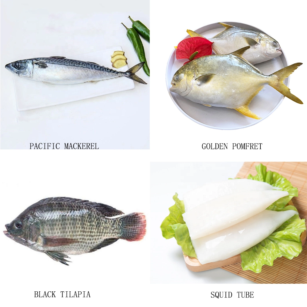 Sea Whole Round Frozen Fish Frozen Pacific Mackerel 200-300g 15kg