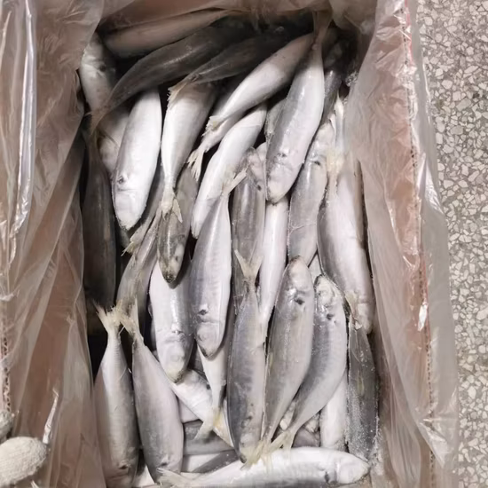 Горячая распродажа морепродуктов целиком замороженная тихоокеанская скумбрия